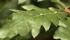 Pseudoneuroterus saliens