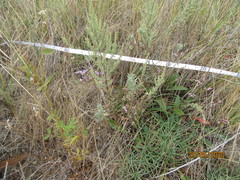 Artemisia caerulescens
