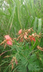 Indigofera tristis
