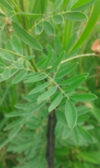 Indigofera tristis