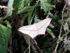 Timandra convectaria