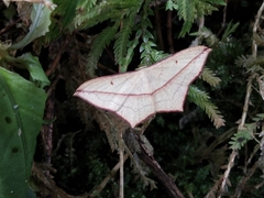 Timandra convectaria