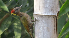 Picus chlorolophus
