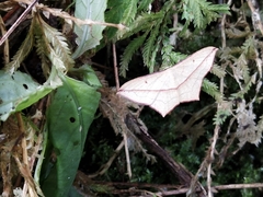 Timandra convectaria