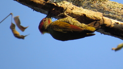 Picus chlorolophus