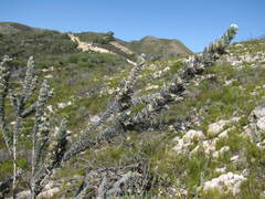 Aspalathus nickhelmei