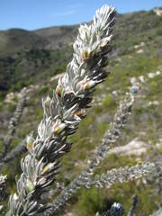 Aspalathus nickhelmei