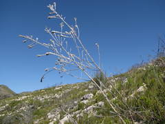 Aspalathus nickhelmei