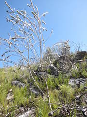 Aspalathus nickhelmei