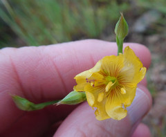 Linum rigidum