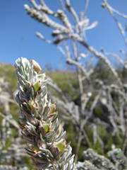 Aspalathus nickhelmei