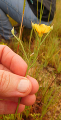 Linum rigidum