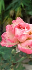 Rosa chinensis