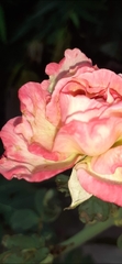 Rosa chinensis