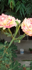 Rosa chinensis