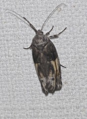 Illidgea epigramma