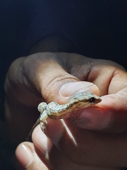 Aristelliger expectatus