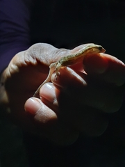 Aristelliger expectatus