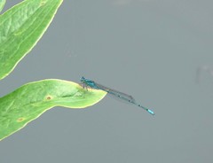 Pseudagrion australasiae