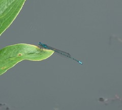 Pseudagrion australasiae