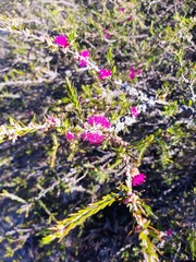 Melaleuca wilsonii