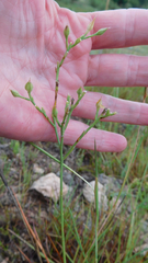 Linum rigidum