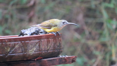 Arachnothera longirostra