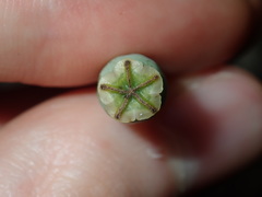 Papaver somniferum setigerum