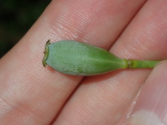 Papaver somniferum setigerum