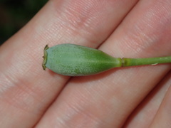 Papaver somniferum setigerum