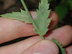 Papaver somniferum setigerum