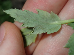 Papaver somniferum setigerum