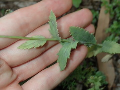 Papaver somniferum setigerum
