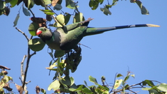 Psittacula columboides