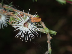 Castiarina erythroptera