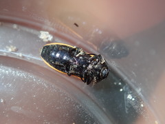Castiarina erythroptera