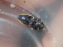 Castiarina erythroptera