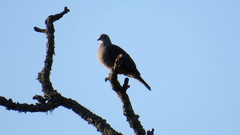 Ducula cuprea