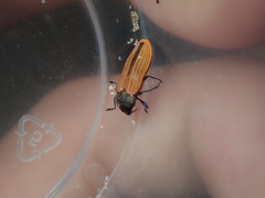 Castiarina erythroptera