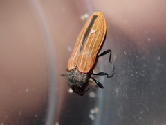 Castiarina erythroptera