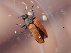 Castiarina erythroptera