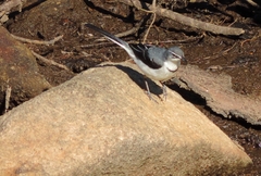 Motacilla clara