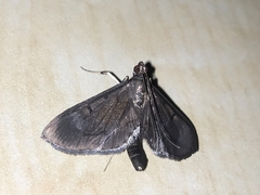 Almonia