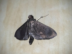 Almonia