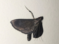 Almonia
