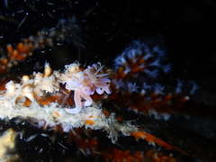Phyllodesmium