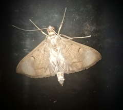 Almonia