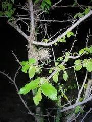 Phyllostylon brasiliense