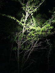 Phyllostylon brasiliense