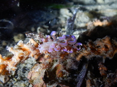 Phyllodesmium